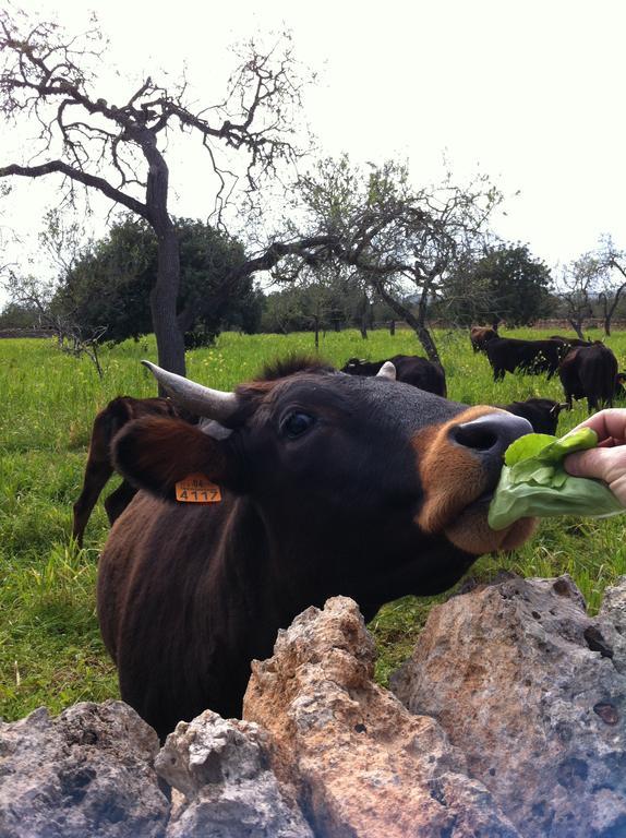 Sa Torre Sa Bassa Crua Agroturismo מראה חיצוני תמונה